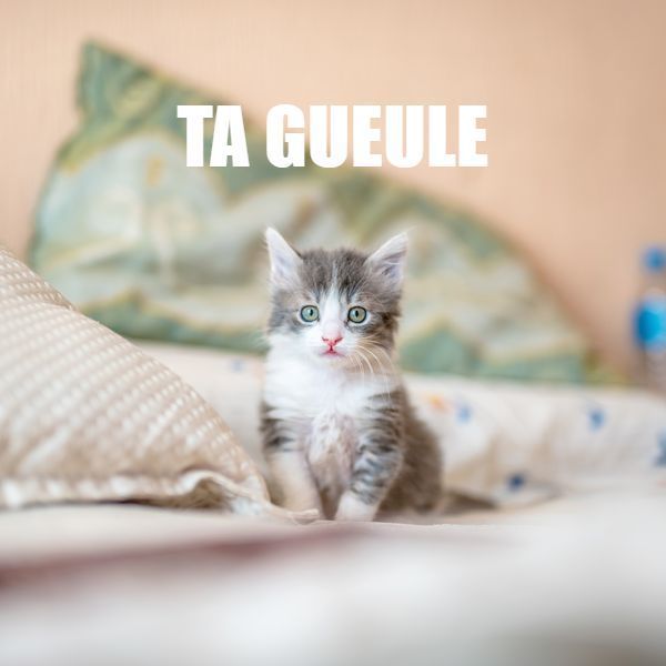 Dites le avec des chatons par paul loublier. Générateur d'image décalées.