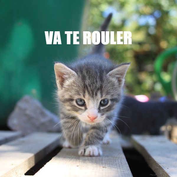 Dites le avec des chatons par paul loublier. Générateur d'image décalées.